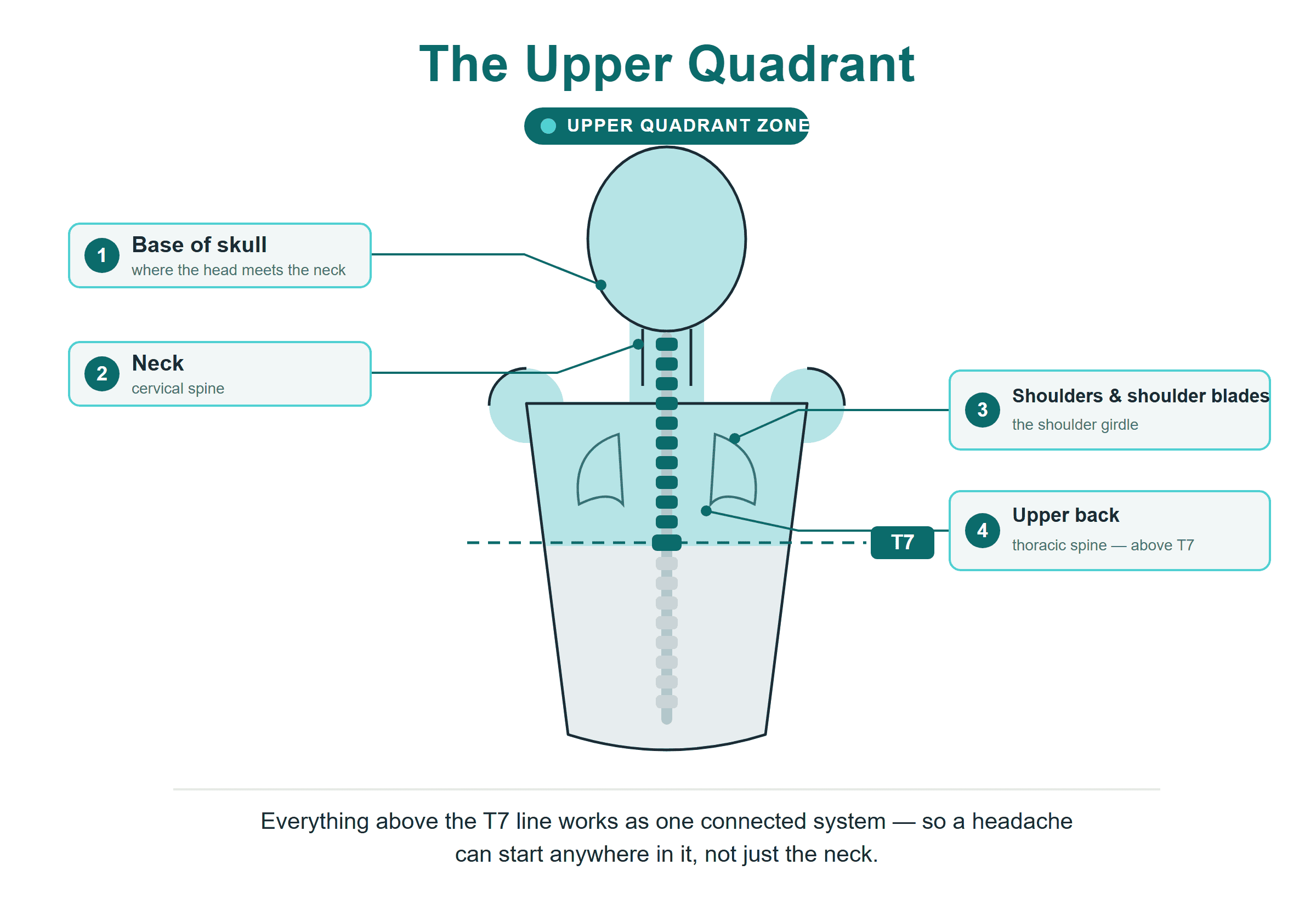 Diagram of the upper quadrant above the T7 line - base of skull, neck, shoulders and upper back - the region a cervicogenic headache can arise from.
